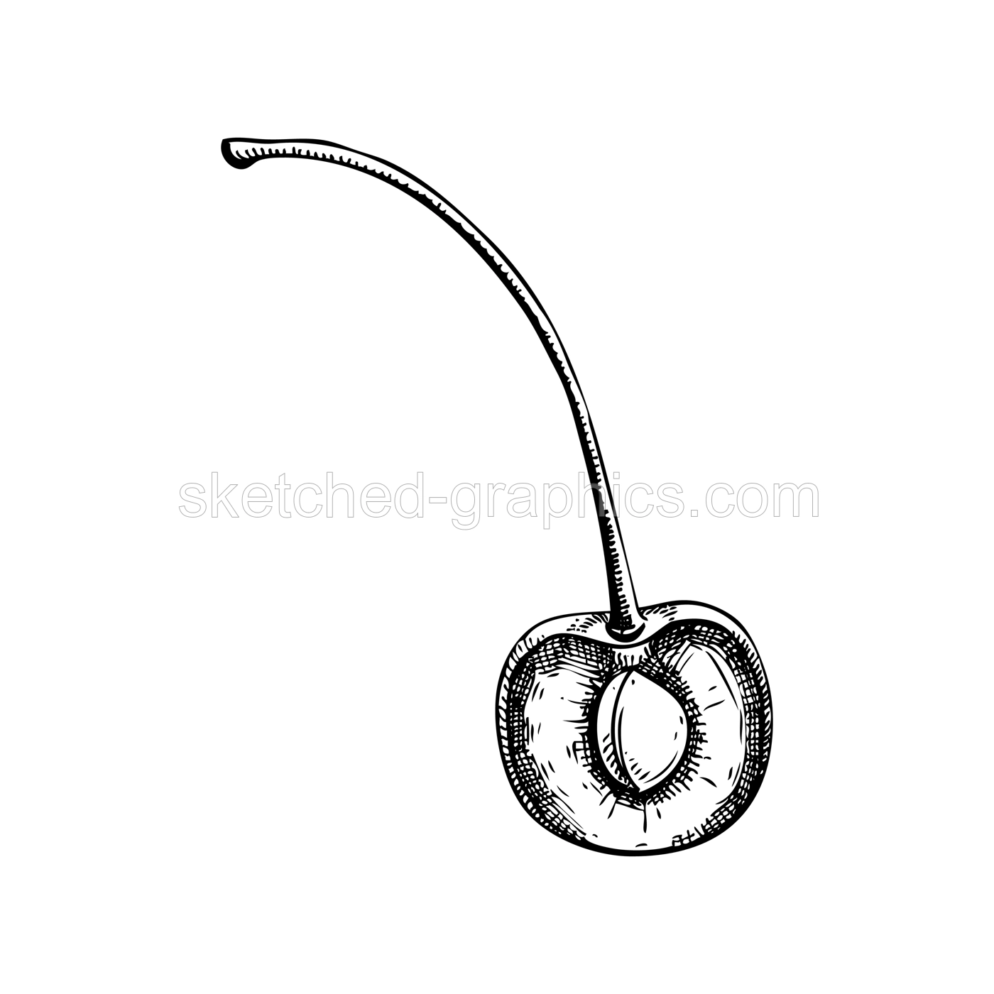 Vintage cherry sketch. Hand-drawn vector illustration. Summer berry fruit drawing. Botanical design elements. NOT AI generated Illustration